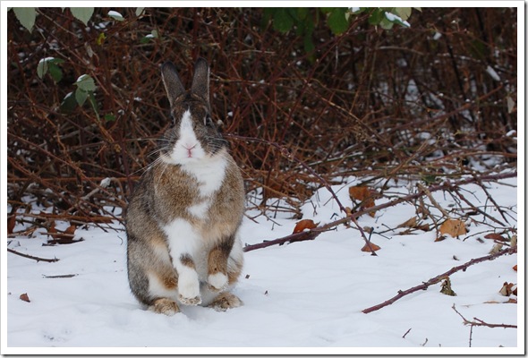 Rabbit up