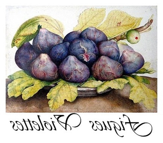 figues violettes transfer