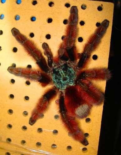 [Avicularia%2520Versicolor%2520madre%255B5%255D.jpg]