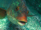 Black Carr: ballan wrasse