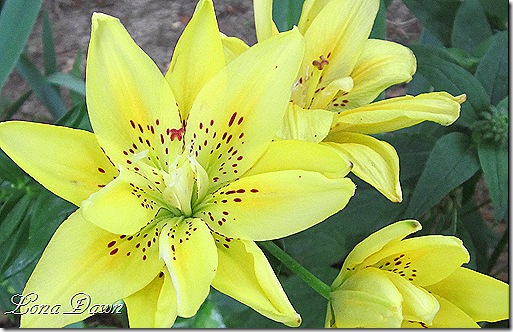 Lily_Yellow_Asiatic