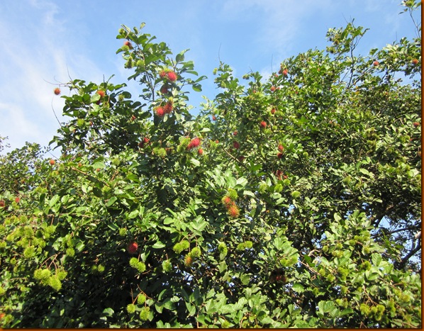 street food and fruit 001