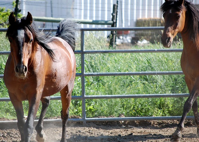 [horses201172.jpg]
