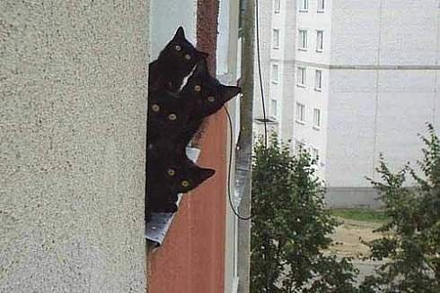 [Pet%252002%255B5%255D.jpg]