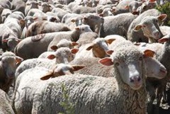mouton