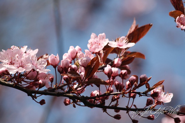 IMG_5253 IMG_5253