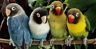 Lovebirds