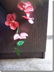 orchidea
