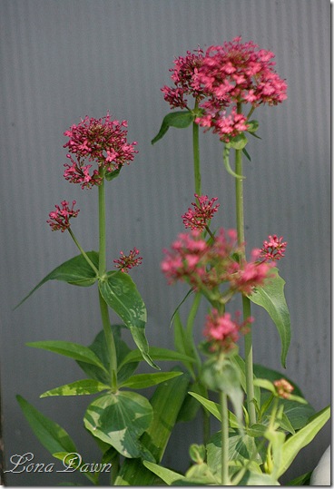 Valerian_KeystoHeaven-JupitersBeard_Centranthus