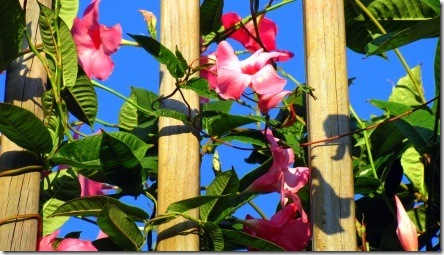 bougainvillea-in-bloom