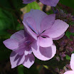 DSC03902.JPG