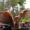 Mushroom
