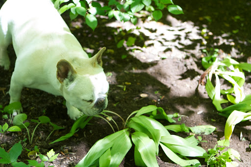 Ramps like to grow in rich, moist, deciduous forests and it looks like you've found the perfect place.