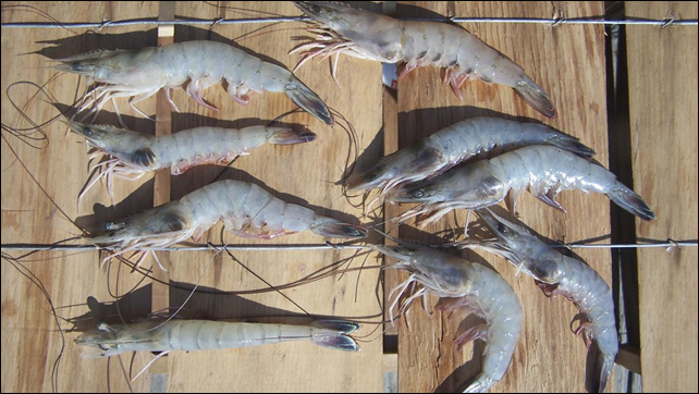 White shrimp with black gill disease are pictured aboard a boat just off Otter Island near St. Helena Sound, South Carolina, in this handout photo obtained 1 November 2013. Photo: Reuters
