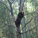 A red panda at the Nashville Zoo 09032011