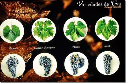 folhas de uva folhas de uva