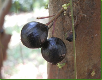 Myrciaria trunciflora