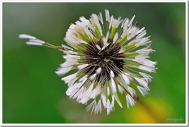 DSC_9003 DSC_9003