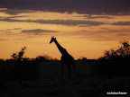Etosha Nationalpark
