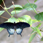 IMG_6287.jpg