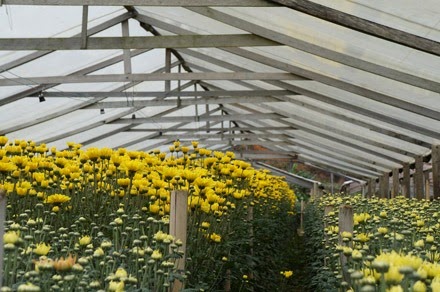 [flores06%255B3%255D.jpg]