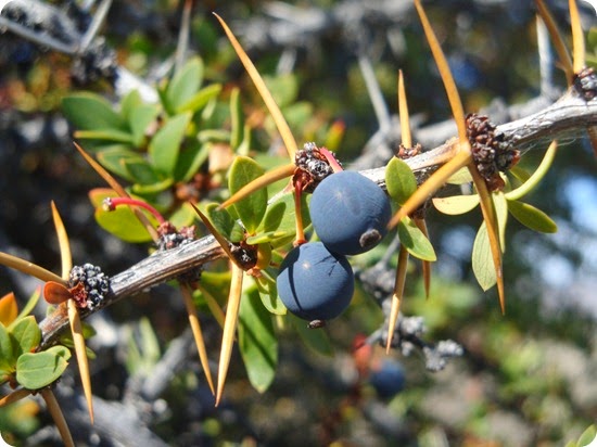 Calafate_leyenda Calafate_leyenda