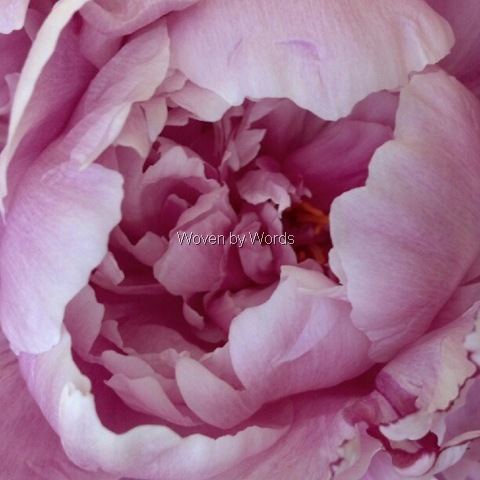 [peony%2520inside%255B2%255D.jpg]