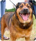 It's a year later (12/2010) and sweet Roxie is still in the care of Molly's Mutts and Meows Rescue Group! She has shed some pounds and continues to hope for a forever! See link to her info. below. It's a year later (12/2010) and sweet Roxie is still in the care of Molly's Mutts and Meows Rescue Group! She has shed some pounds and continues to hope for a forever! See link to her info. below.