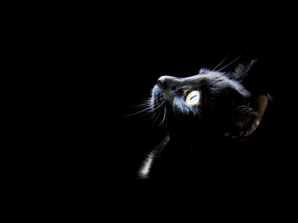 [Gato-negro6.jpg]