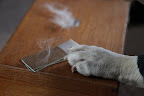 Prepare a slide for the microscope.