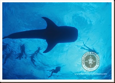 (c)Worldwildadventures-009 (c)Worldwildadventures-009