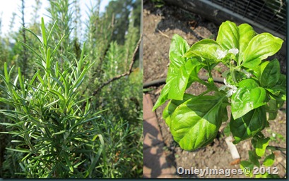 herbs collage