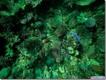 australia corales (6)