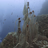 Sorento