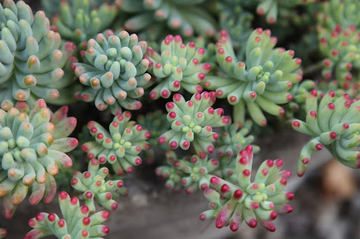 Succulents!  Don't these look like little manicured human fingers?  How hysterical and interesting!