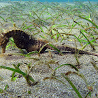 Seahorse (Secret Bay, North Bali)
