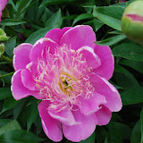 Peonies and rhododendrons in Nichols Arboretum