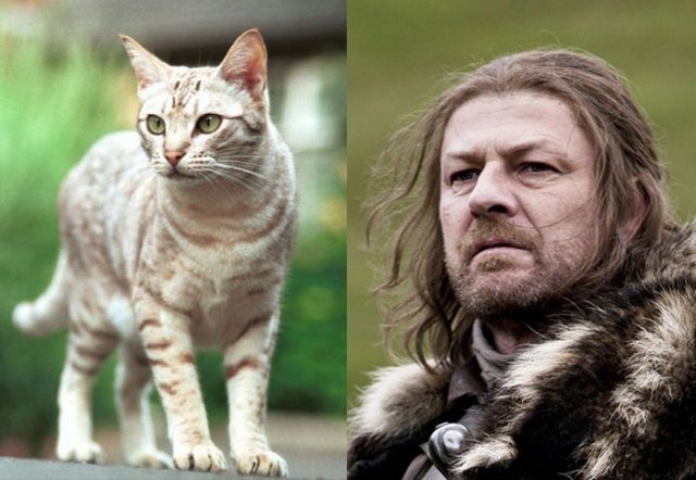 [cats-game-thrones-3%255B2%255D.jpg]