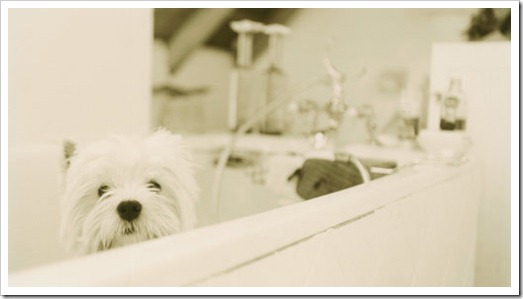 westie_bath westie_bath