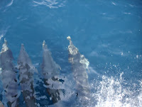 DSC08951.JPG