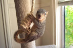 A scurry of squirrels...
kinda makes sense... A scurry of squirrels...
kinda makes sense...
