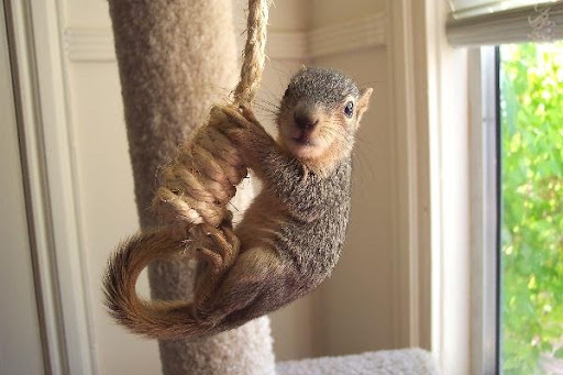 A scurry of squirrels...
kinda makes sense... A scurry of squirrels...
kinda makes sense...