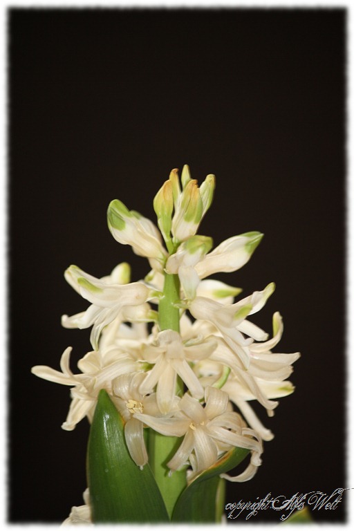 [Hyazinthe%255B3%255D.jpg]
