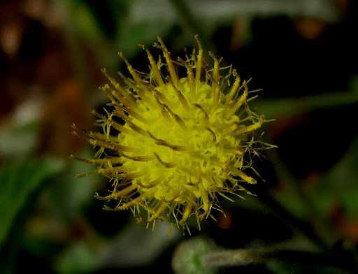 Blumea Lacera
