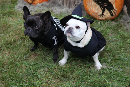 Franny, are you ready to check out Martha's Haunted House as featured in her latest Halloween Special?