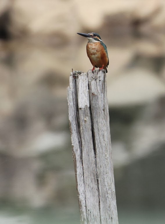 [common-kingfisher-24.jpg]