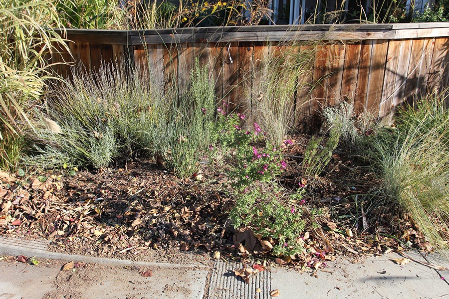 [111203_kniphofia1%252B2_gone%255B2%255D.jpg]