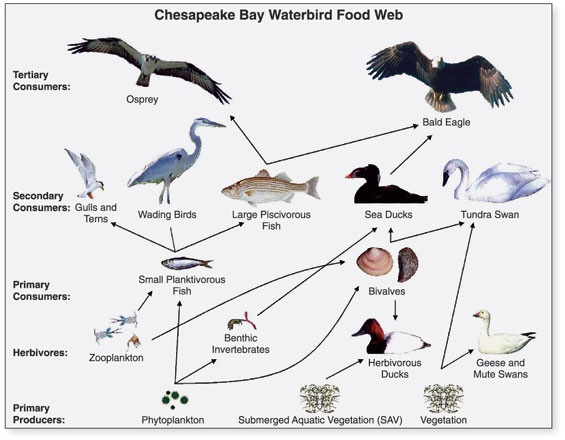 [Chesapeake_Waterbird_Food_Web2.jpg]