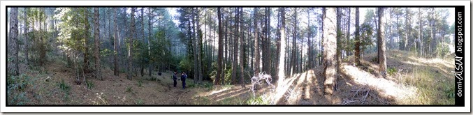 Bosque de Acebos Bosque de Acebos