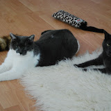 Unsere Katzen 2012